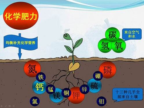 醫用三级片香蕉视频對作物缺素病的識別