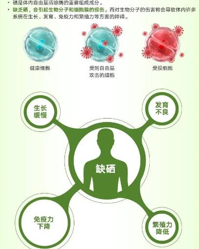 醫用三级片香蕉视频廠家提醒關愛男性健康，硒元素也不能少！